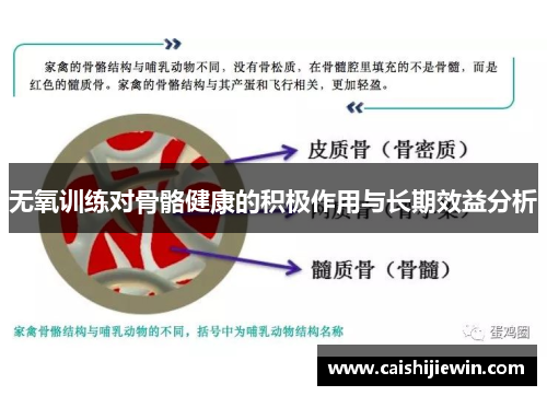 无氧训练对骨骼健康的积极作用与长期效益分析